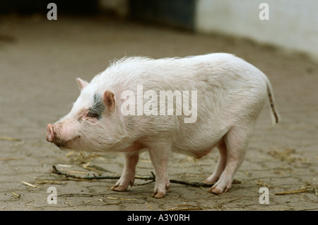 Zoologie / Tiere, Säugetier / Säugetier-, Schweine, Mini-Schwein, Verteilung: in Deutschland, Hausschwein, Sus Scrofa Forma ansiedelten kultiviert Stockfoto