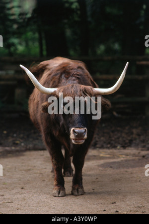 Zoologie / Tiere, Säugetier / Säugetier, Rinder, Auerochsen, (Bos Primigenius Taurus), im Gehäuse, Vertrieb: Europa, Tier, ru Stockfoto