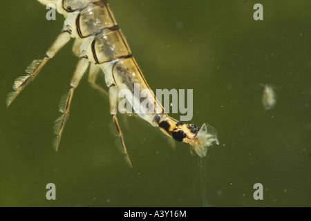 Teich-Käfer, gemeinsame Teich Käfer (Acilius Sulcatus), Larven ernähren sich von Beute, Deutschland, Bayern, Oberbayern Stockfoto