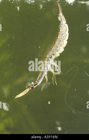 Teich-Käfer, gemeinsame Teich Käfer (Acilius Sulcatus), Larven ernähren sich von Larven ein Wasserkäfer, Deutschland, Bayern, Oberbayern Stockfoto