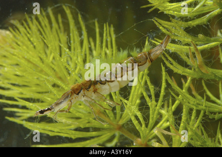 Teich-Käfer, gemeinsame Teich Käfer (Acilius Sulcatus), Larven mit Algen auf seinen Rücken, Deutschland, Bayern, Oberbayern Stockfoto