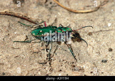 Zoologie / Tiere, Insekten, Käfer, grüne Sandlaufkäfer (Cicindela Campestris), im Sand, Vertrieb: Europa, Asien, Cicindelidae Stockfoto