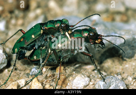 Zoologie / Tiere, Insekten, Käfer, grüne Sandlaufkäfer (Cicindela Campestris), Paarung, Vertrieb: Europa, Asien, Cicindelidae, Stockfoto