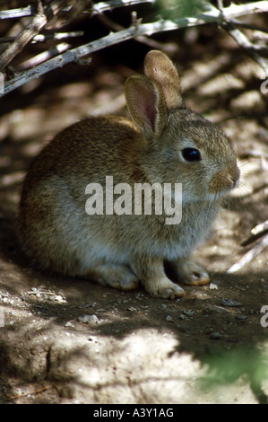 Zoologie / Tiere, Säugetier / Säugetier-, Hasen, europäischen Kaninchen (Oryctolagus Cuniculus), sitzen im Zweig, Vertrieb: Peninsu Stockfoto