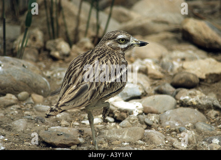 Zoologie / Tiere, Vogelgrippe / Vögel, Stein Brachvogel (Burhinus Oedicnemus), stehen auf einem Bein zwischen Steinen, Vertrieb: Europa, Stockfoto