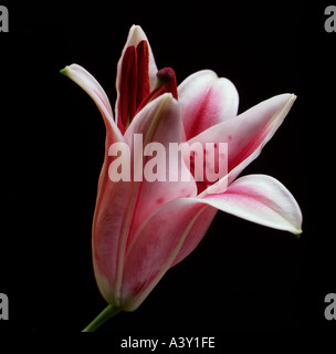 Rosa Lilie Blume auf schwarzem Hintergrund in einem Studio fotografiert Stockfoto