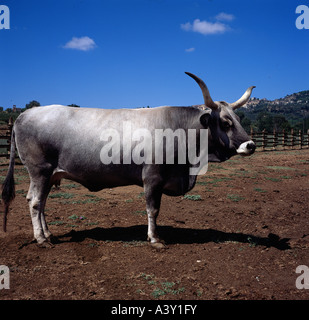 Zoologie / Tiere, Säugetier / Säugetier, Rinder (Bos), Hausrind, (Forma Bos Primigenius Taurus), Maremmano Rinder, steh Stockfoto