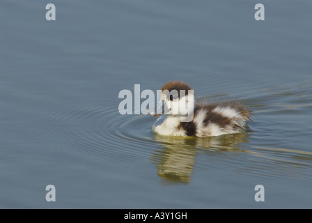 gemeinsamen Brandgans (Tadorna Tadorna), Huhn im Wasser, Niederlande, Texel Stockfoto