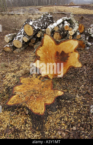 gemeinsamen Birke, Birke, Europäische weiße Birke, weiß-Birke (Betula Pendel, Betula Alba), Protokolle, Deutschland Stockfoto