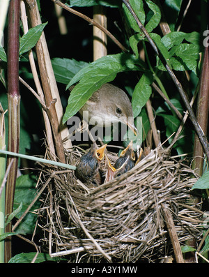 Zoologie / Tiere, Vogelgrippe / Vögel, Reed Warbler (Acrocephalus Scirpaceus), Fütterung Küken im Nest des Vogels, Vertrieb: Europa t Stockfoto