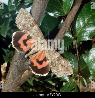 Zoologie / Tiere, Insekten, Schmetterlinge, rot Underwing (Catocala Nupta), Zweig, gespreizten Flügeln, Vertrieb: Europa, Asien, Stockfoto