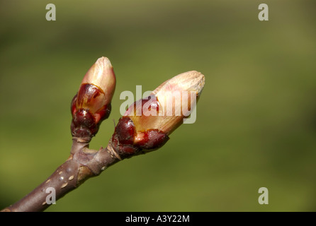 gemeinsamen Pferd Kastanie (Aesculus Hippocastanum), Knospen, Niederlande Stockfoto