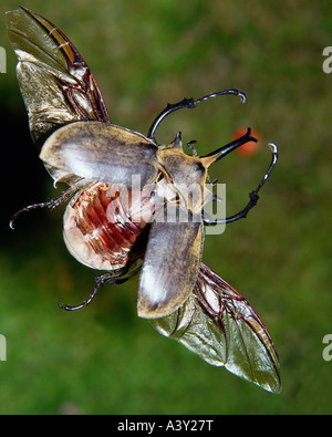 Zoologie / Tiere, Insekten, Käfer, Elefanten-Käfer, (Megasoma Elephas), fliegen, Vertrieb: Mittelamerika, Coleoptera, Fly, Stockfoto