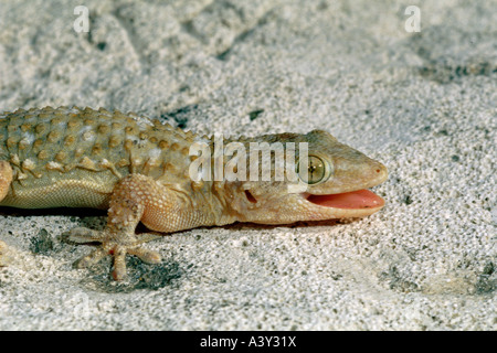 Zoologie / Tiere, Reptilien, Gecko, maurischer Gecko, (Tarentola Mauritanica), sitzen auf Stein, Detail: Kopf, Vertrieb: Medite Stockfoto