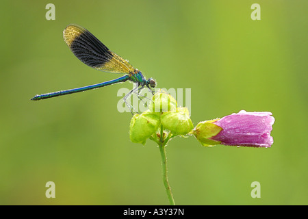Schwarzflügel gebändert, Agrios, Gebänderten Prachtlibelle (Calopteryx Splendens, Agrios Splendens) auf Malva gebändert Stockfoto