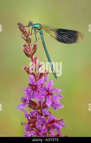 Schwarzflügel gebändert, gebändert Agrios, Gebänderten Prachtlibelle (Calopteryx Splendens, Agrios Splendens), sitzen an einem Blütenstand, Swit Stockfoto