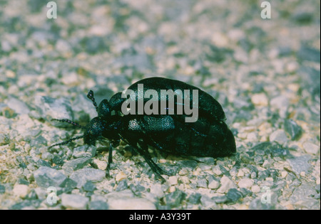 Zoologie / Tiere, Insekten, Käfer, Europäische Öl Käfer (Meloe proscarabaeus), zwei Käfer Paarung, Vertrieb: weltweit, Cole Stockfoto