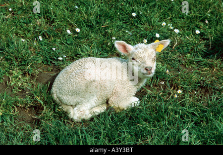 Zoologie / Tiere, Säugetier / Säugetier, Schafe (Ovis), Texel, Lamm liegend Gras, Vertrieb: Europa, Tier, Hausschafe, Stockfoto