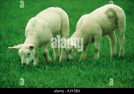 Zoologie / Tiere, Säugetier / Säugetier, Schafe (Ovis), Texel, zwei Lämmer Weiden, Vertrieb: Europa, Tier, inländische Schafe, Ov Stockfoto