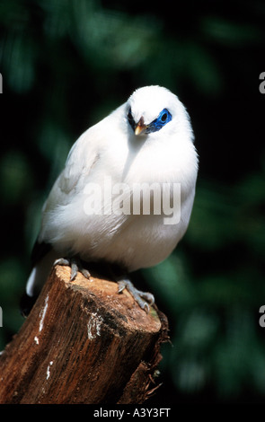 Zoologie / Tiere, Vogelgrippe / Vögel, Bali Starling (Leucopsar Rothschildi), sitzend auf Baumstamm, Vertrieb: Bali, Tier, Bir Stockfoto