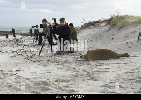 graue Dichtung (Halichoerus Grypus), wer wen beobachtet? Neugierige junge Dichtung nimmt einen genaueren Blick auf Fotograf, Deutschland Stockfoto