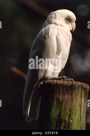 Zoologie / Tiere, Vogelgrippe / Vogel, Nacktaugenkakadu (Cacatua sanguineaund), auf Baumstamm, Verbreitung: Australien, Vögel, Par Stockfoto