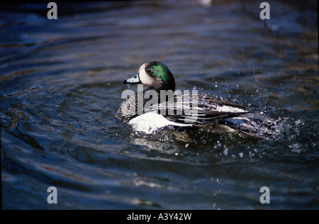 Zoologie / Tiere, Vogelgrippe / Vogel, Chiloe Pfeifenten, (Mareca Sibilatrix), Schwimmen im Wasser, Verbreitung: Südamerika, Vögel, Enten Stockfoto