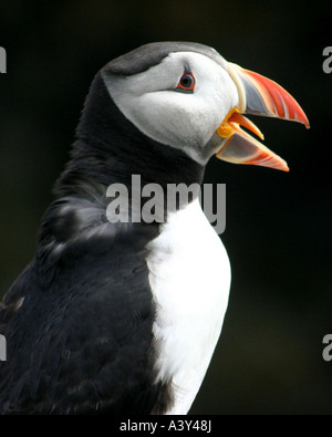 Papageitaucher (Fratercula Arctica), Porträt mit Rechnung öffnen, Vereinigtes Königreich Stockfoto