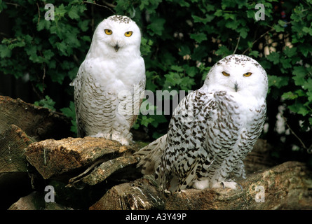 Zoologie / Tiere, Vogelgrippe / Vogel, Schneeeule, (Nyctea Scandiaca), zwei Eulen auf Baumstamm, Vertrieb: arktische Tundra, Bi Stockfoto