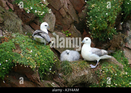 nördlichen Fulmar (Fulmarus Cyclopoida) mit Küken im Nest, Vereinigtes Königreich Stockfoto