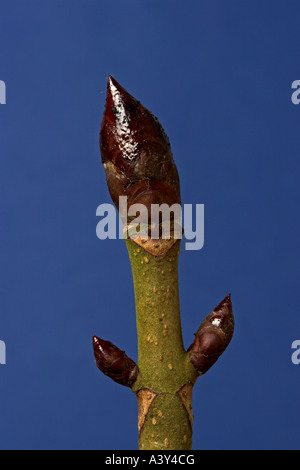 gemeinsamen Rosskastanie (Aesculus Hippocastanum), Knospen im winter Stockfoto