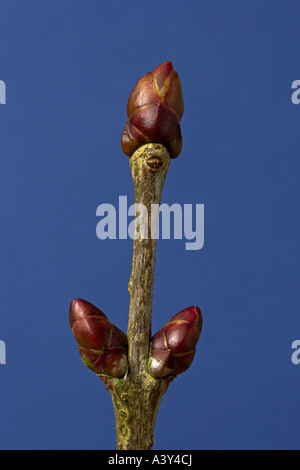 gemeinsamen Flieder (Syringa Vulgaris), Knospen im winter Stockfoto