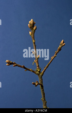 Stieleiche pedunculate Eiche, Englisch-Eiche (Quercus Robur), Knospen im winter Stockfoto