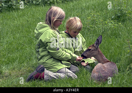 Reh (Capreolus Capreolus), zähmen füttern Kinder weiblich Stockfoto