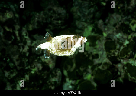 Zoologie / Tiere, Fische, Mundöffnung, maskierte Kugelfisch (Arothron Diadematus), Rotes Meer, Vertrieb: tropische Indian Pacific Ocea Stockfoto