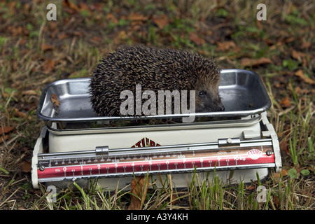 westlichen Igel, Europäische Igel (Erinaceus Europaeus), unter dem Strich zu sehen, ob es für die Überwinterung geeignet ist Stockfoto