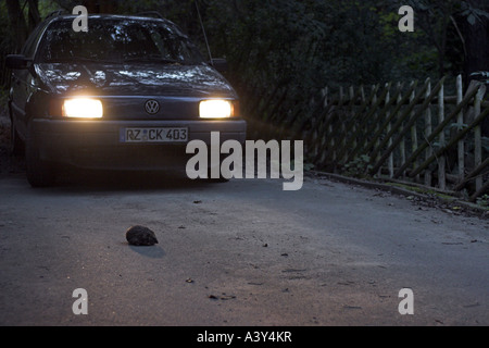 westlichen Igel, Europäische Igel (Erinaceus Europaeus), ulica in Lichter eines Autos Stockfoto