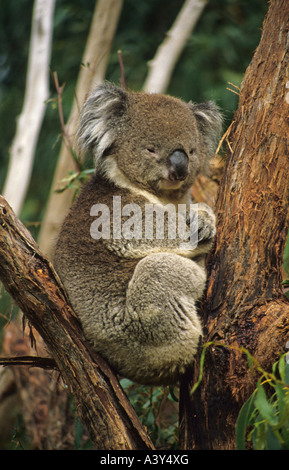 Koala, Koalabär (Phascolarctos Cinereus), sitzt in einem Schritt, Australien, Victoria, Melbourne Stockfoto