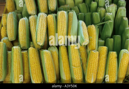 Mais, Mais (Zea Mays), Maiskolben am Markt, Melbourne Stockfoto