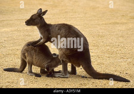 westliche graue Känguru (Macropus Fuliginosus), Weibchen mit jungen, Australien, Süd-Australien, Kangaroo Island, Flinders Chase Na Stockfoto