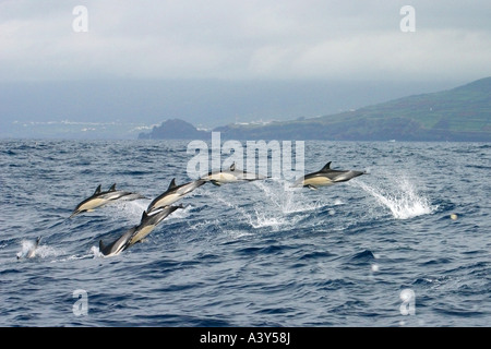 Gemeiner Delfin, kurzer Schnabel Gemeiner Delfin, saddleback(ed) Delfin, Kreuz und quer durch Delphin (Delphinus Delphis), aus dem Boden schießen, mit Fa Stockfoto