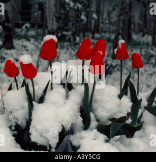 Frühling-Schneesturm erwischt ein Bett von Tulpen in voller Blüte Stockfoto