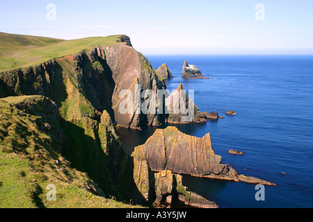 Basstölpel (Sula Bassana, Morus Bassanus), Brutplatz auf Fair Isle, Vereinigtes Königreich, Shetland Inseln Stockfoto