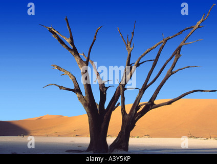 Alter Baum im Dead Vlei, Namibia, Namib-Naukluft NP Stockfoto