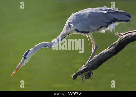 Graureiher (Ardea Cinerea), auf der Suche nach Essen, Deutschland, Sauerland Stockfoto