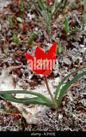 Goulimy Tulpe (Tulipa Goulimyi), blühen, Griechenland, Peloponnes, Monemvasia Stockfoto