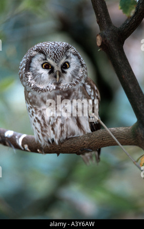 Der Rauhfußkauz Eule (Aegolius Funereus), sitzend auf Ast, Gefangenschaft, Deutschland, Bayern, NP Bayerischer Wald Stockfoto