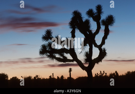 Joshua Tree (Yucca Brevifolia), Silhouette des einzigen Baum nach Sonnenuntergang, USA, California, Joshua Tree NP, Kalifornien Wüste Stockfoto