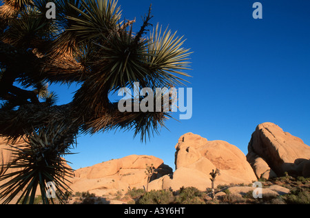 Joshua Tree (Yucca Brevifolia), Detail von Sukkulenten mit Monzonit Felsen, USA, Kalifornien, Joshua Tree NP, Kalifornische Wüste Stockfoto