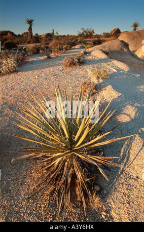 Joshua Tree (Yucca Brevifolia), Detail von Sukkulenten mit Monzonit Felsen, USA, Kalifornien, Joshua Tree NP, Kalifornische Wüste Stockfoto